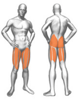 Grupos Musculares 1xp089 - Multi Hip